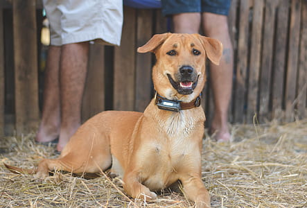 adult short-coated tan dog lying on hay covered ground at daytime thumbnail