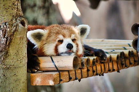 red panda sleeping on brown bamboo panel thumbnail