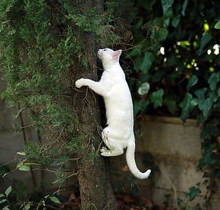 white tabby cat climbing on tree thumbnail