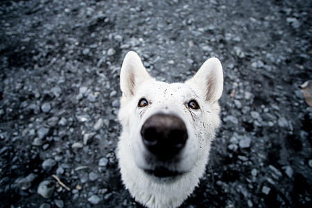 closeup photography of adult white shepherd thumbnail