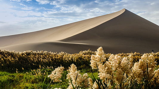 sand dune and flower thumbnail