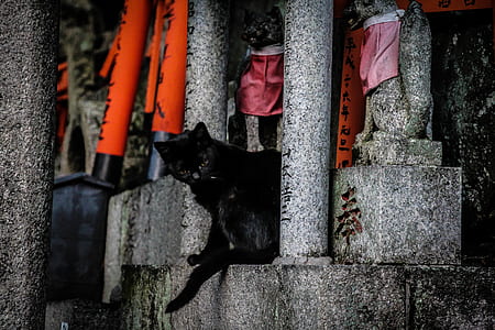 two black cats on staircase thumbnail