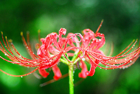 Amaryllis, Autumn Flowers Spider Lily thumbnail