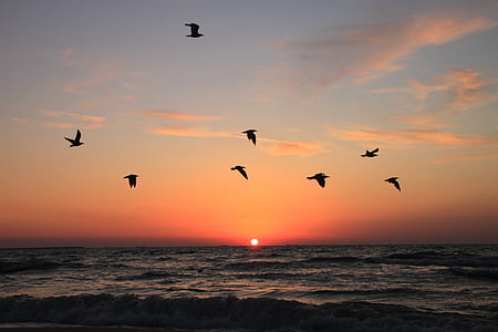 birds flying during sunset thumbnail