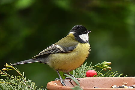 white, yellow, and black bird in macro shot thumbnail