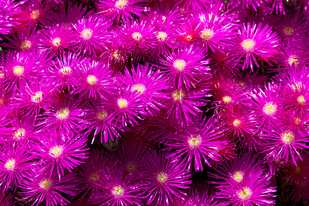 bunch of purple petaled yellow stigma flowers thumbnail