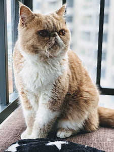 exotic shorthair cat thumbnail