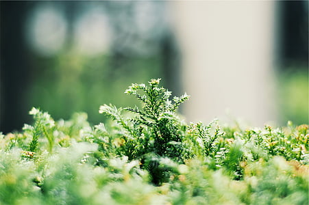 macro photography of green leafed plant thumbnail