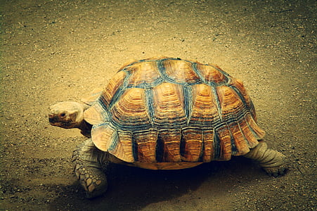 brown and black tortoise walking thumbnail