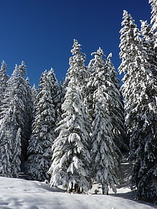 pine trees during winter photo thumbnail