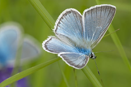 brown, white, and blue butterfly on top of green leaf thumbnail