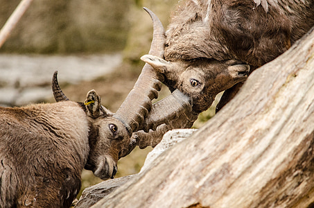 two mountain goats fighting each other selective focus photography thumbnail