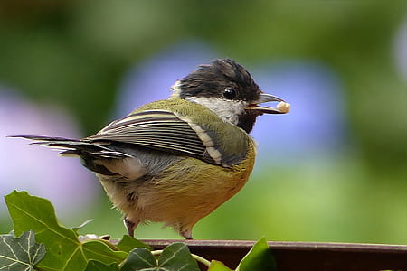 selective focus photography of brown and yellow bird with seed on beak thumbnail