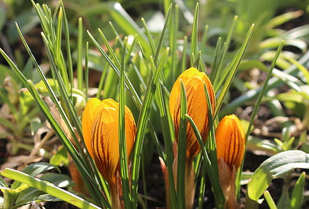 yellow petaled flowers thumbnail