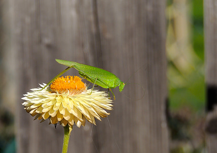 green katydid thumbnail