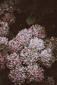 macro shot of pink flowers thumbnail