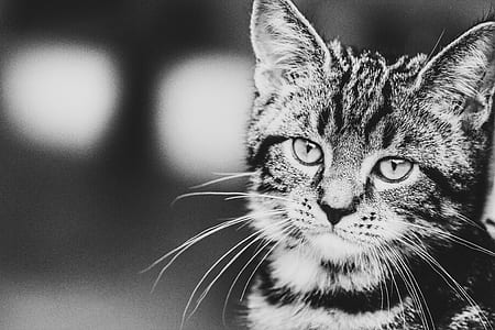 grayscale photo of cat thumbnail