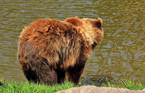 brown bear across body of water thumbnail