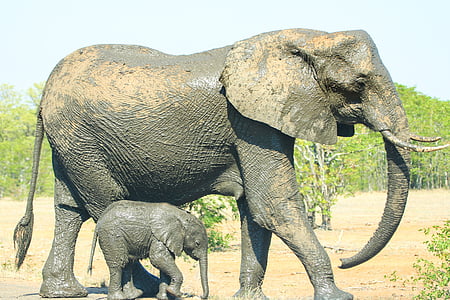 walking brown elephant and cub during daytime thumbnail