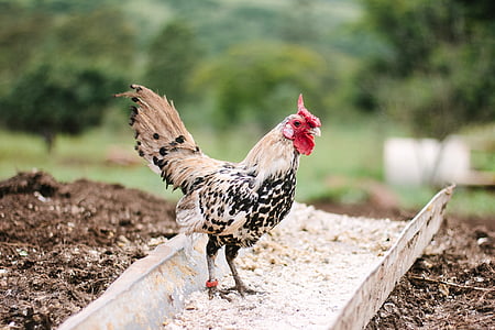 white and black rooster on metal frame at daytime in selective focus photography thumbnail