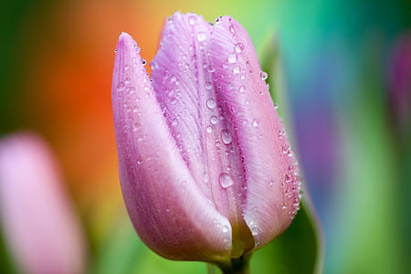 shallow photography of pink flower with water droplets thumbnail