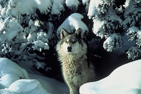 brown wolf standing on snow during daytime thumbnail
