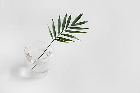 photo of green plant on top of clear drinking glass thumbnail