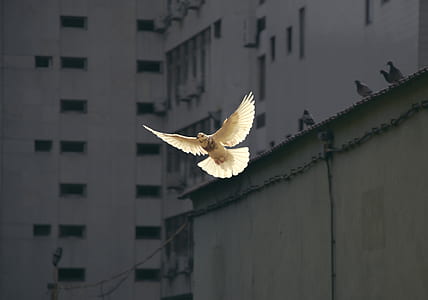 selective focus photo of white flying pigeon thumbnail