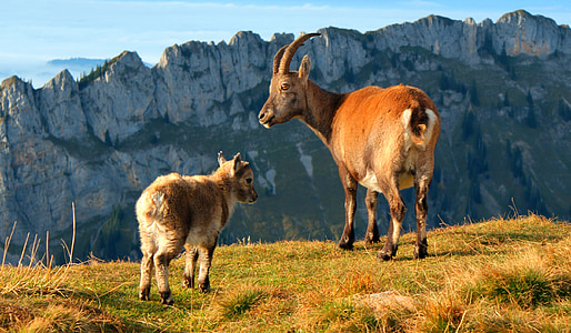 two ibex goat near cliff thumbnail