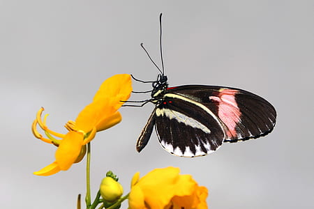 Black Pink and White Butterfly Perched on Yellow Flower Petal thumbnail