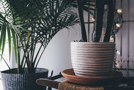 green leaf potted plant near string lights thumbnail