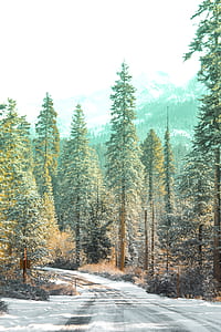 scenery of green pine trees beside a road thumbnail