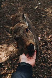 person touching brown deer at daytime thumbnail