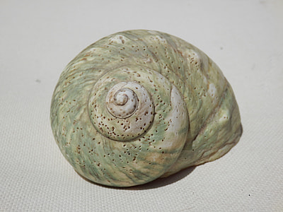 beige, green, and brown conch shell on white surface thumbnail