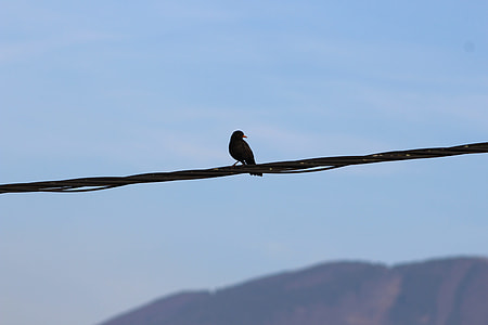 Common Blackbird, Bird On A Wire thumbnail