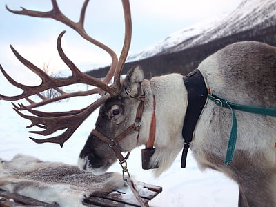 brown and white deer thumbnail