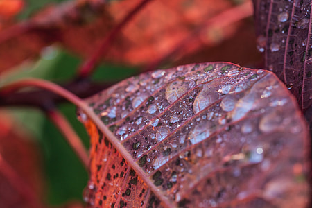 Macro shot of water drops on the leaf of a smoke bush thumbnail