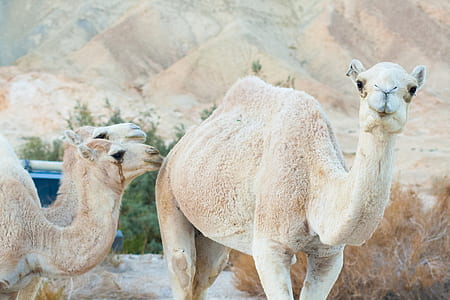 two brown camels thumbnail