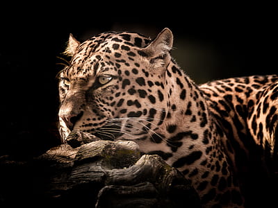 shallow focus photography of brown leopard thumbnail