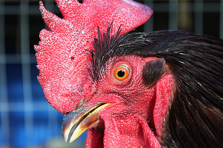 close up photo of red rooster's face thumbnail