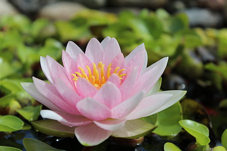 bloomed pink lotus flower thumbnail