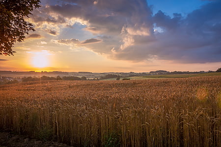 wheat field thumbnail
