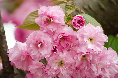 selective focus photography of pink petaled flowers thumbnail