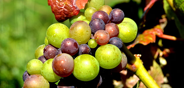 Green Grape Fruit thumbnail