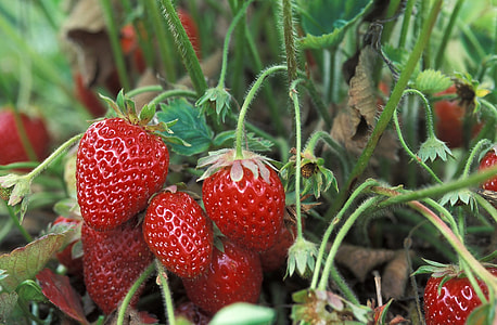 selective focus photography of red strawberries thumbnail