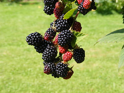 blackberry fruit thumbnail