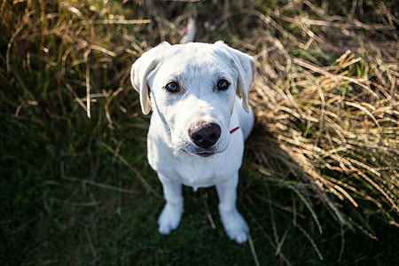 A Labrador puppy sits in the sunshine of the downland of Kent in England thumbnail