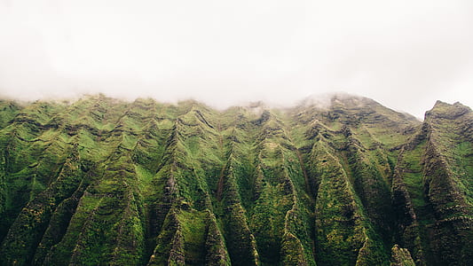 high trees thumbnail