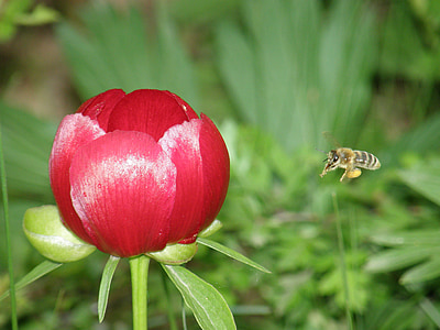 macro photography of honey bee flying beside flower thumbnail