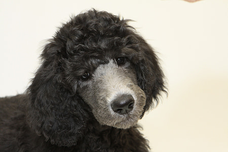 closeup photography of adult black miniature poodle thumbnail